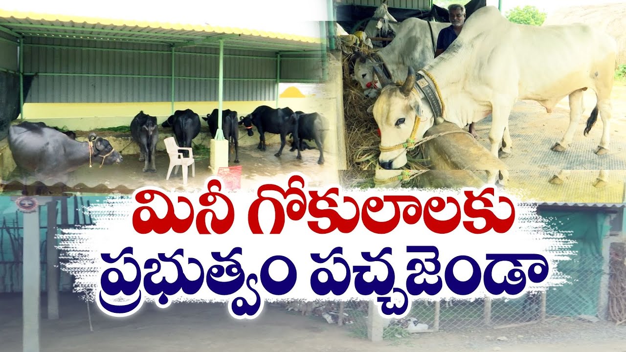 పాడిపరిశ్రమ బలోపేతమే లక్ష్యంగా గోకులాల నిర్మాణం | Mini Gokulam Scheme | To Strengthen Dairy Farms