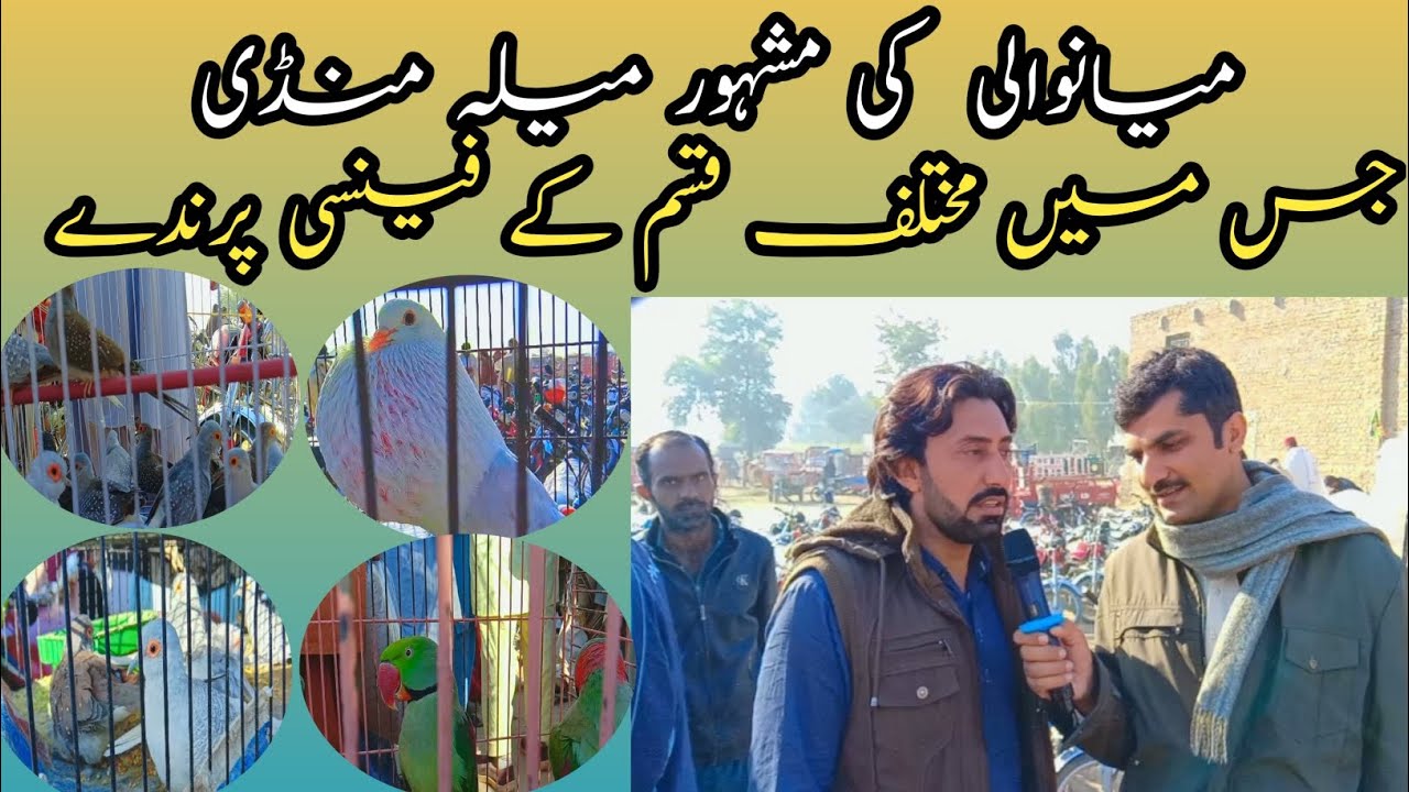mianwali ki mashor mela mandi sunday bazar mianwali fancy bird market