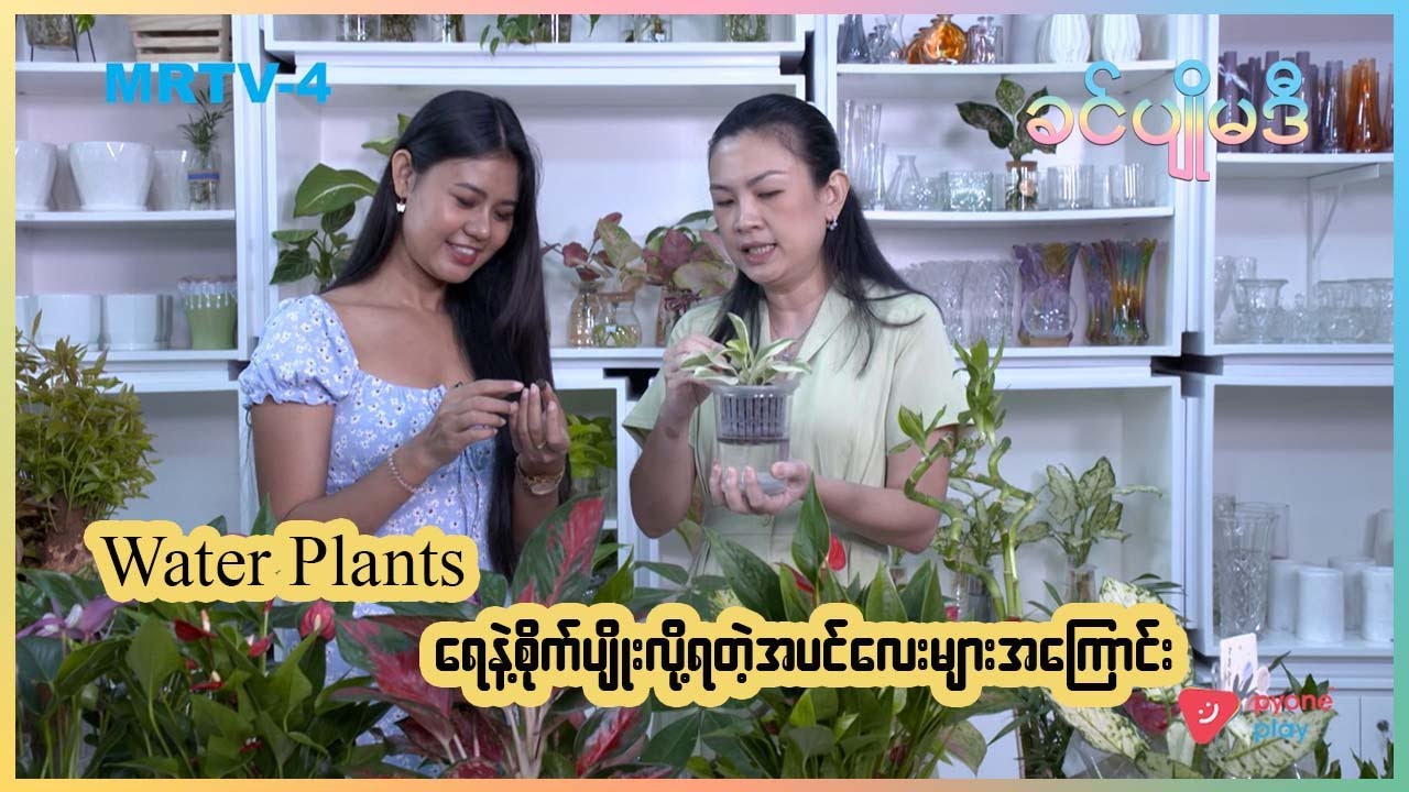 Gardening Tips ရေနဲ့စိုက်ပျိုးလို့ရသောအပင်လေးတွေအကြောင်း | ခင်ပျိုမဒီ | MRTV-4