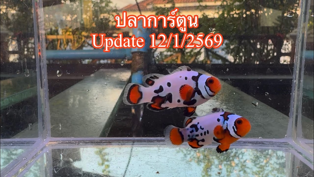 ปลาการ์ตูน update 12/1/2569