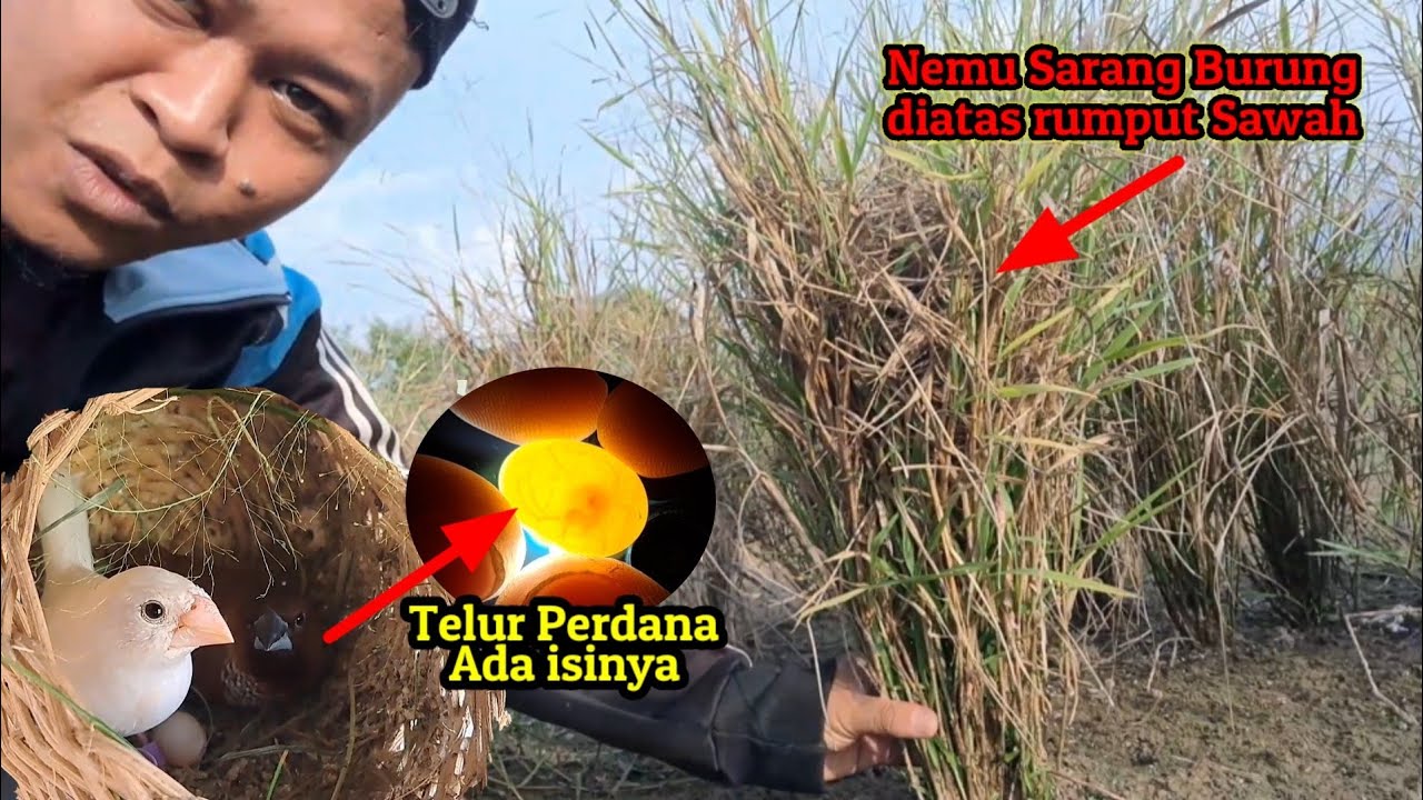 wahh.. baru sebulan dijodohkan langsung berTelur, kita cek isinya ????