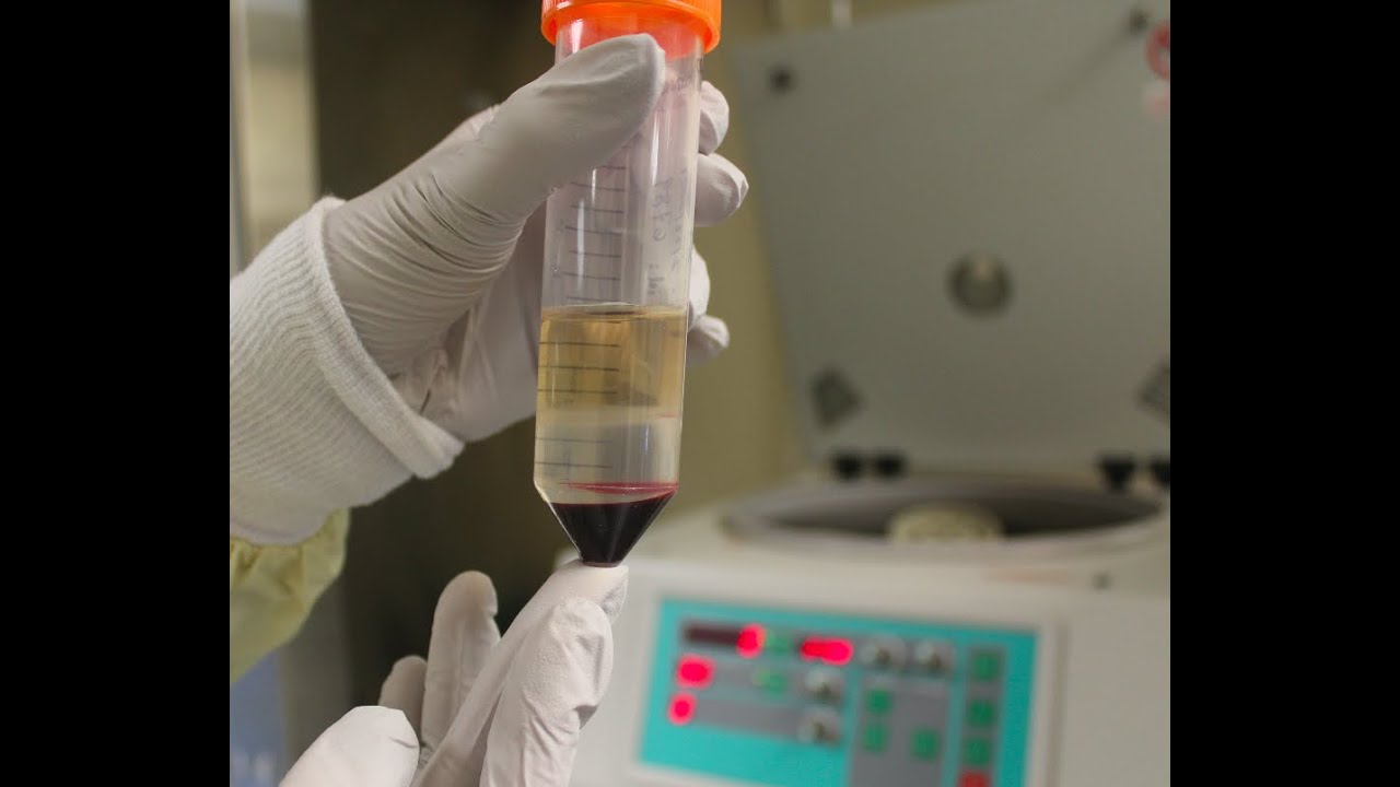 BIOL 286 Day 1 PBMC Isolation