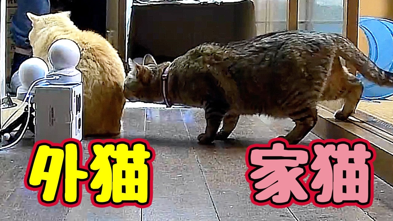 【元野良猫】の お尻にアタック！