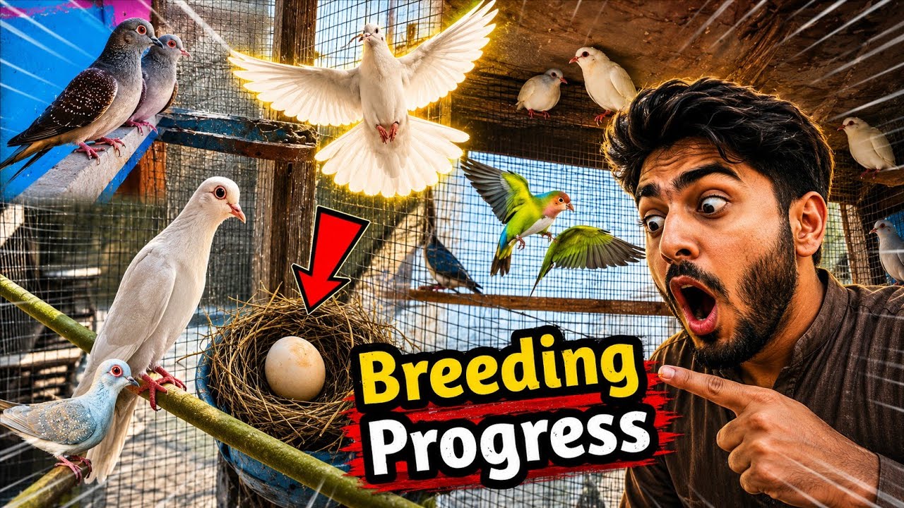 Laughing Doves Na Breeding Start Kar Di 🥳 dove breeding progress alhamdulillah 🥀