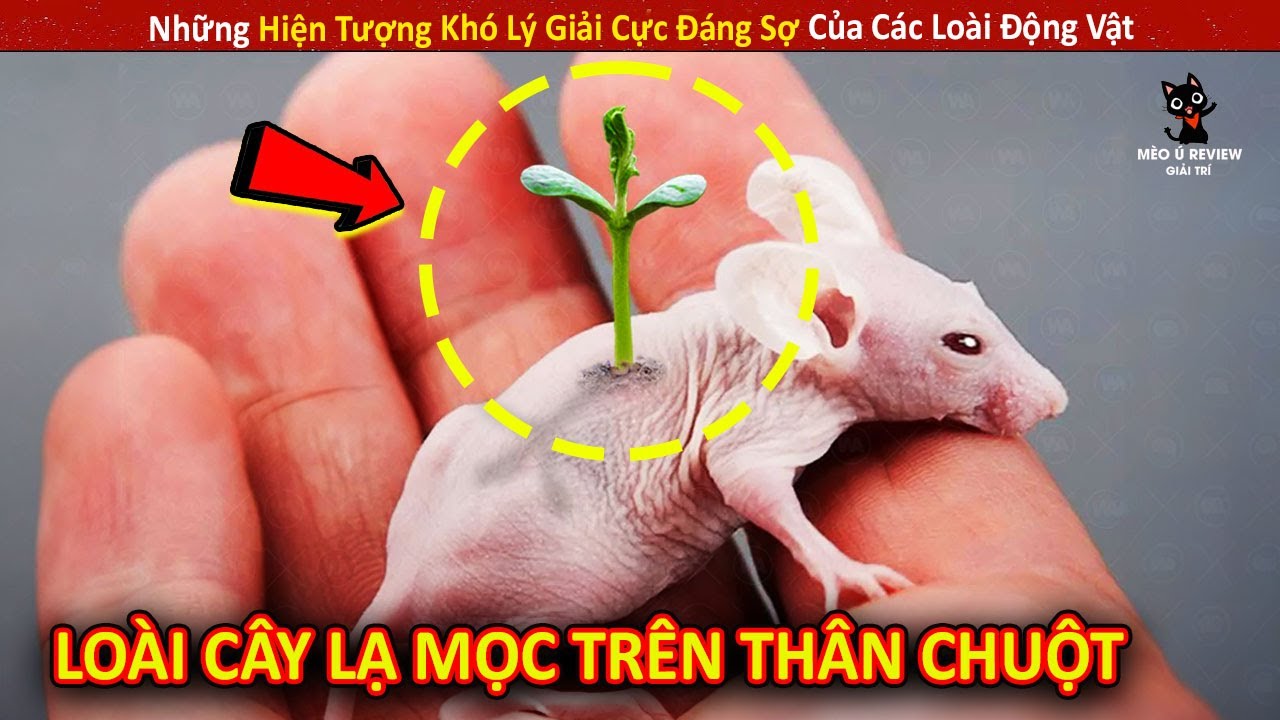 Những Hiện Tượng Khó Lý Giải Cực Đáng Sợ Của Các Loài Động Vật P18 || Review Giải Trí Đời Sống