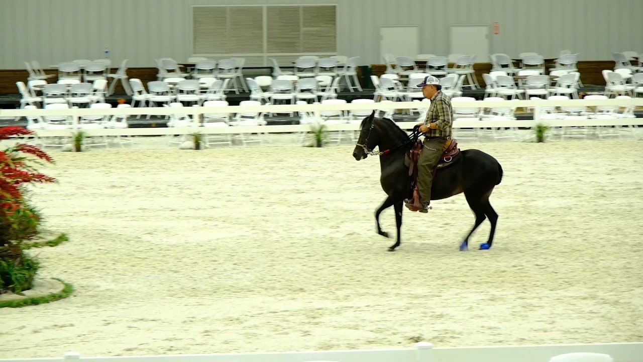 World Equestrian Center Ocala FL. Paso Fino.