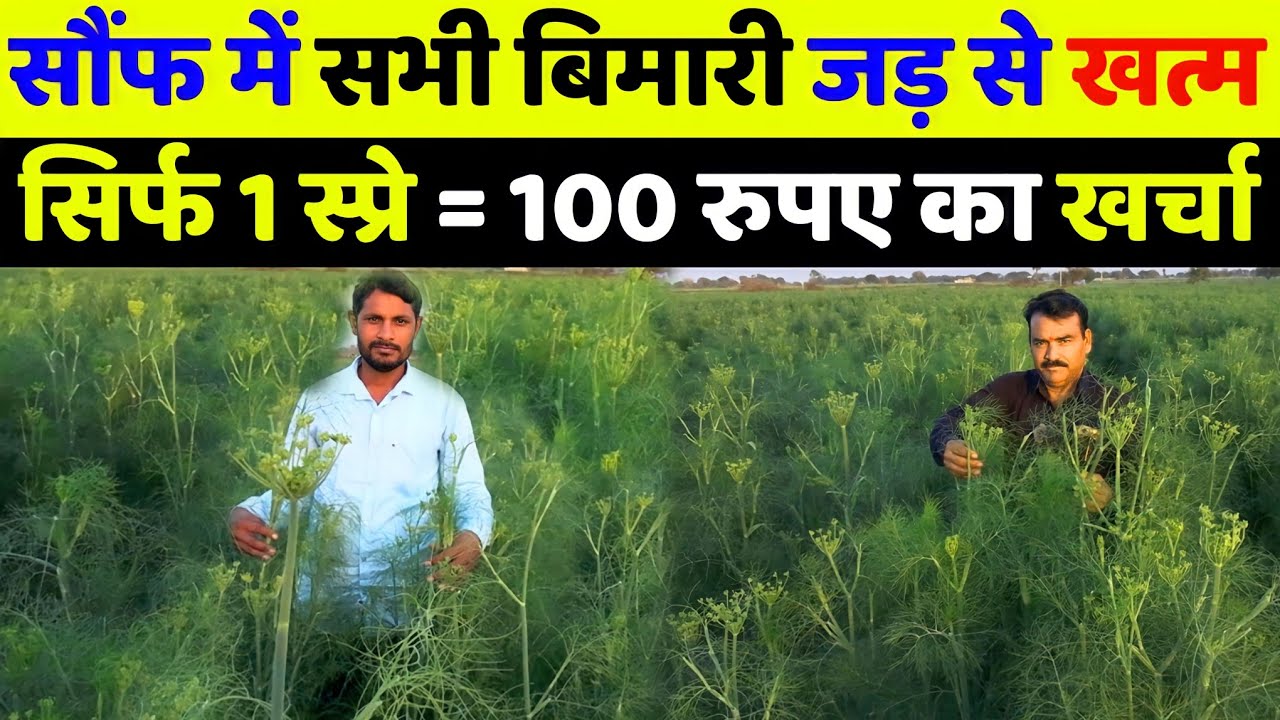 सौंफ में यह स्प्रे तोडेगा सारे रिकॉर्ड | saunf ki kheti me spray kab kare | saunf ki kheti me spray