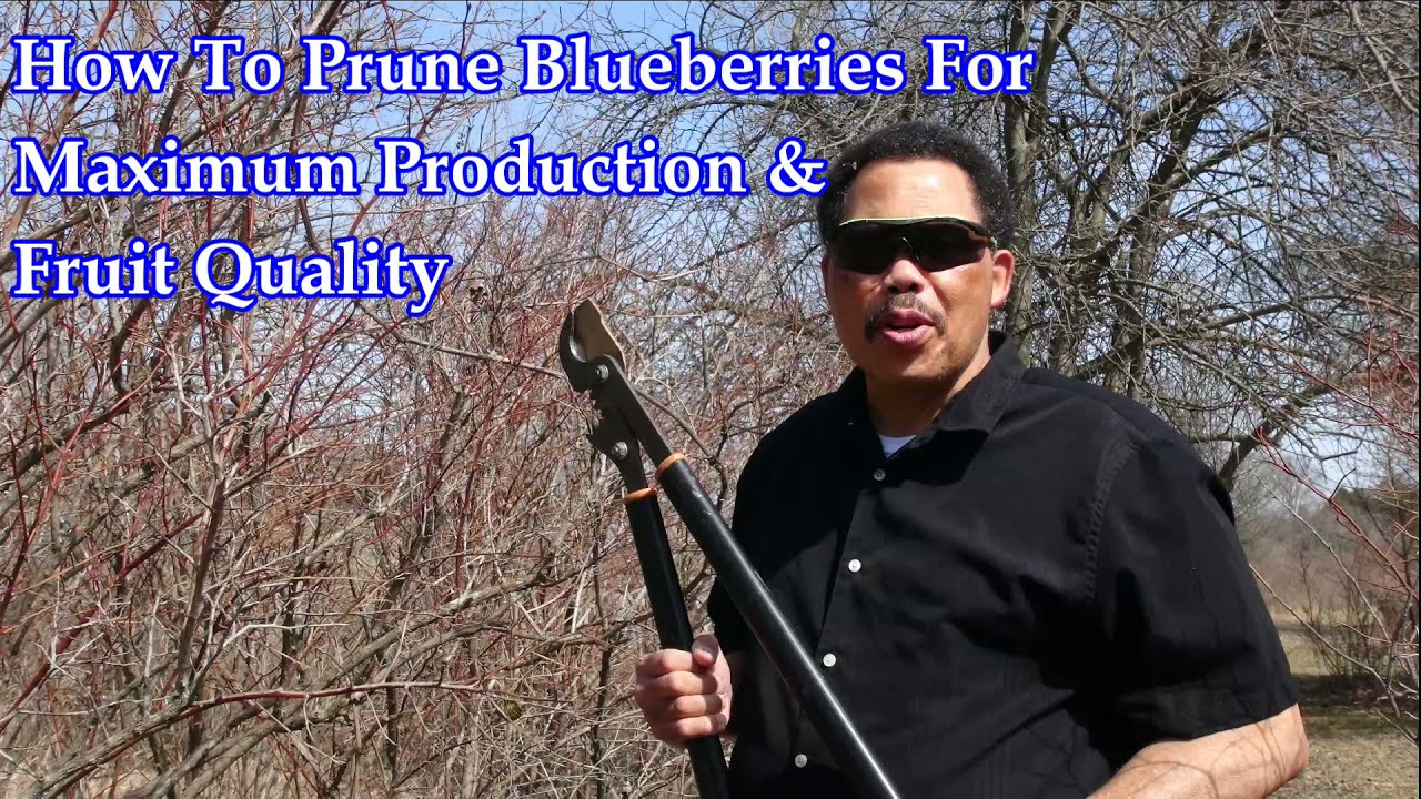 How To Prune Blueberries For Maximum Production & Fruit Quality