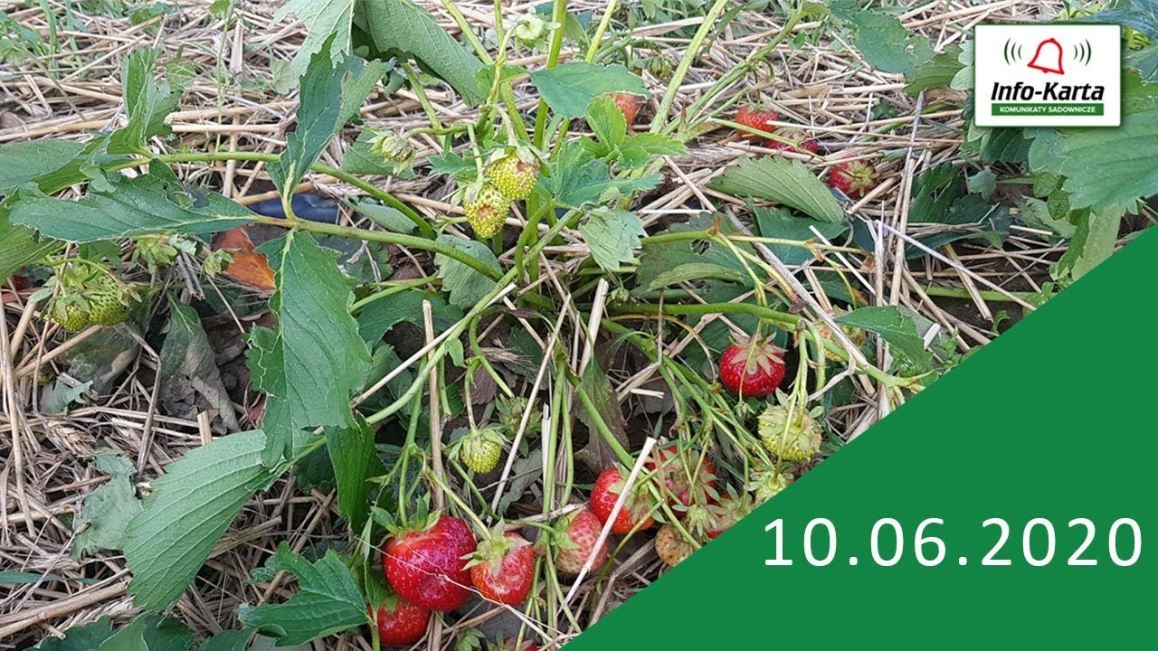Choroby, szkodniki, niedobory i inne zagrożenia w uprawie truskawek - komunikat jagodowy Agrosimex