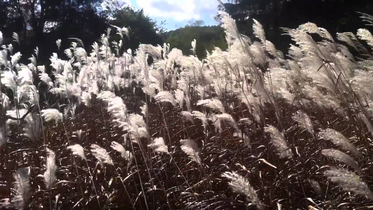 Tall Grass Blowing in the Wind