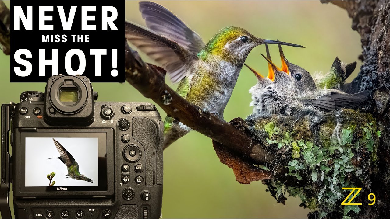 FREEZE birds in flight | SHARP hummingbird photos | Pro tips for continuous shooting - Nikon Z9