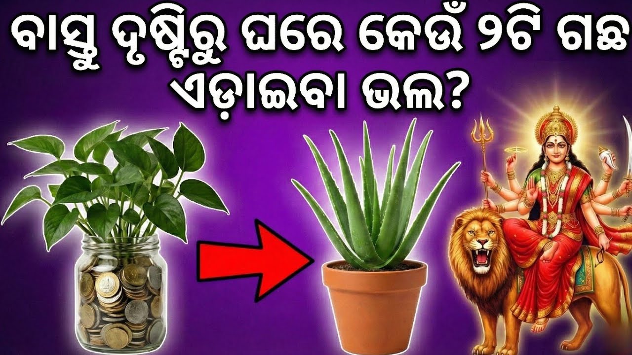 ବାସ୍ତୁ ଦୃଷ୍ଟିରୁ ଘରେ କେଉଁ ୨ଟି ଗଛ ଏଡ଼ାଇବା ଭଲ?