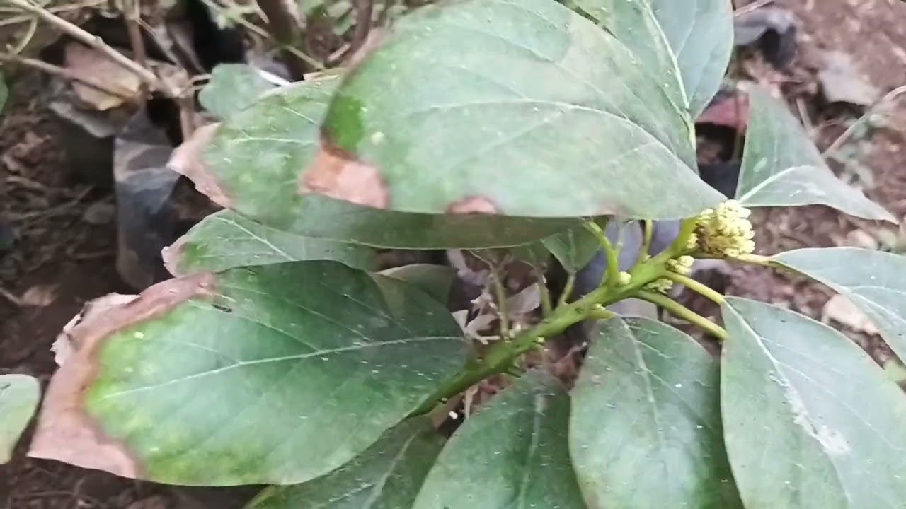 Hass avocado🥑🥑🥑 chorwad gujrat 9825747666 9925719697