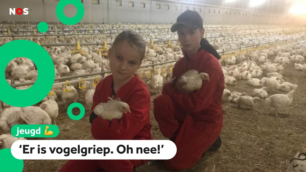 De 160.000 kippen van Nienke en Wout moeten binnenblijven