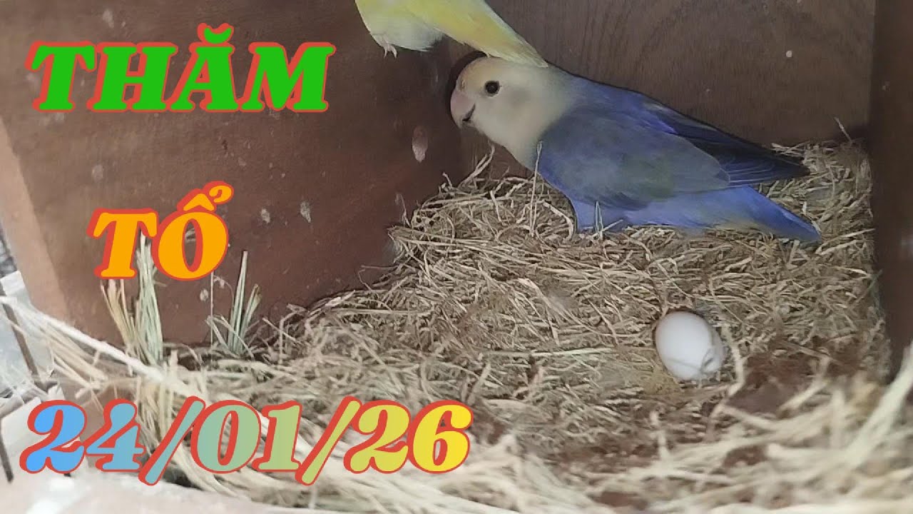 24/01/26 Thăm Tổ Vẹt Lovebird Sinh Sản . Đợt Này Nhiều Trứng Với Các Bé Mới Nở.
