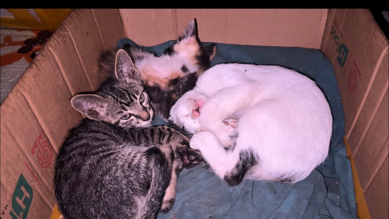 kittens sleeping in the slums