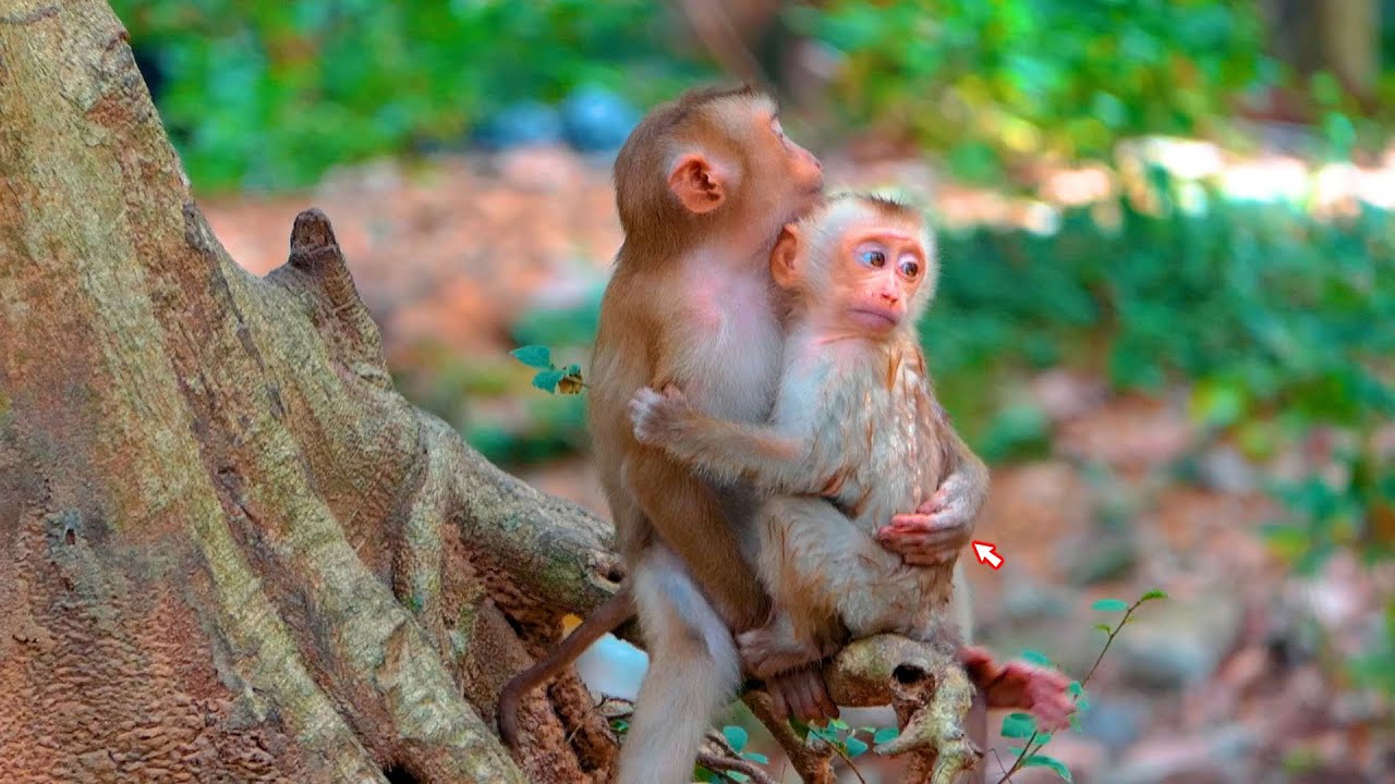 Lonely Baby Monkey Waits Sadly for His Mother as His Caring Big Brother Comforts and Protects Him
