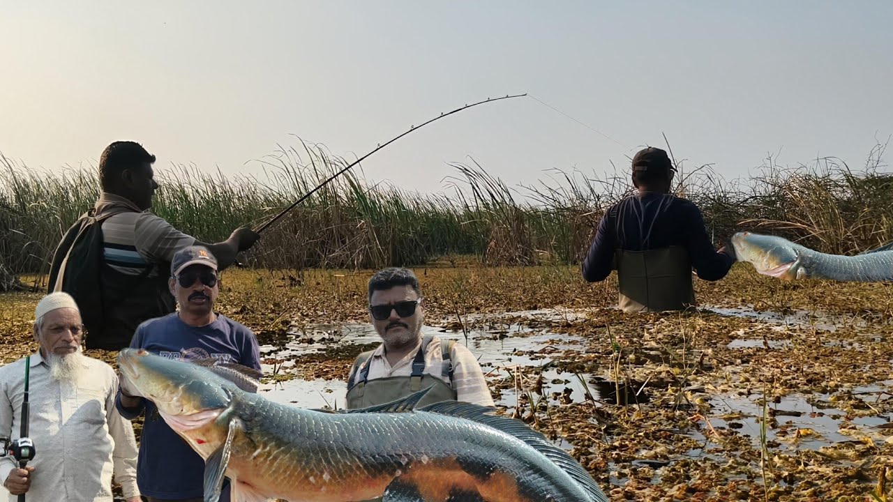 Biggest size Snakehead of the year 2025.  #fishing #monsterfish  #murrel 