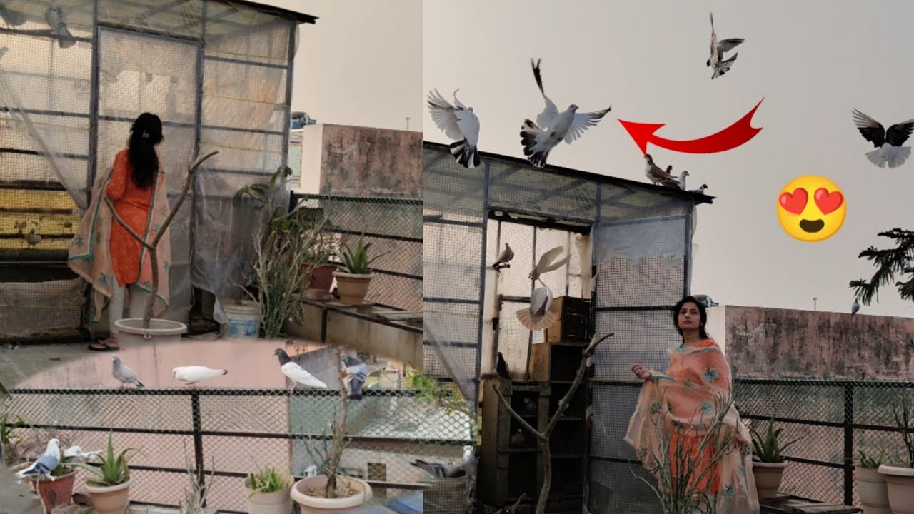 highflyer pigeons ne breed shuru kardi || siraji kabootar ke baby aneywale hain 🤗