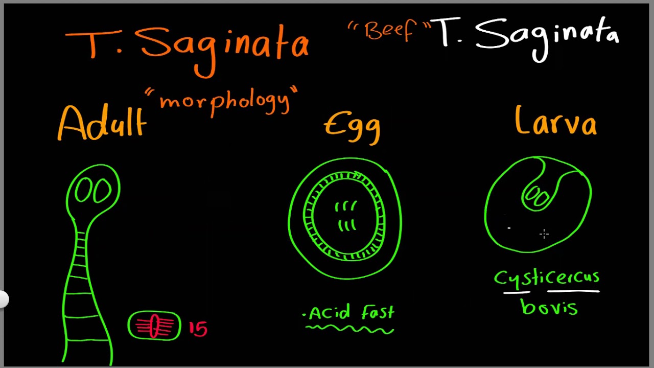 Parasitology 09 T saginata & T solium  »DrMoaz
