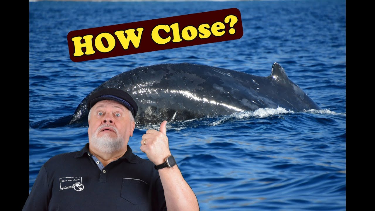 World's BEST and WORST Whale Watch Experiences!