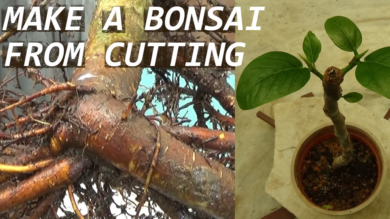 Bonsai from cutting for beginners(With English Subtitle)