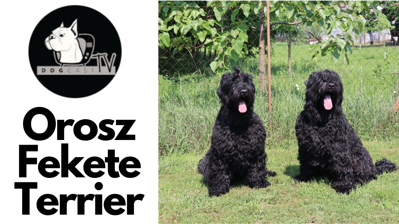 Orosz Fekete Terrier fajtabemutató!  DogCast TV
