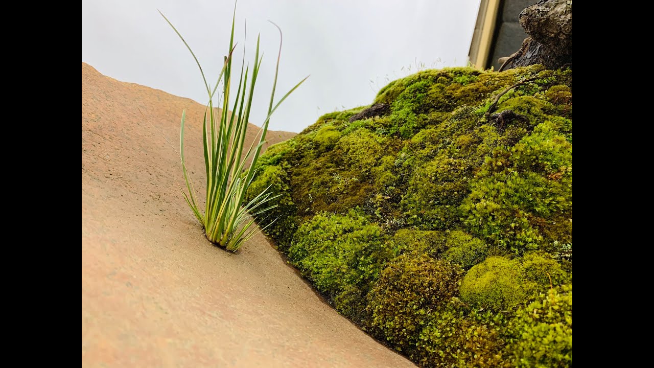 Ezo Spruce rock planting