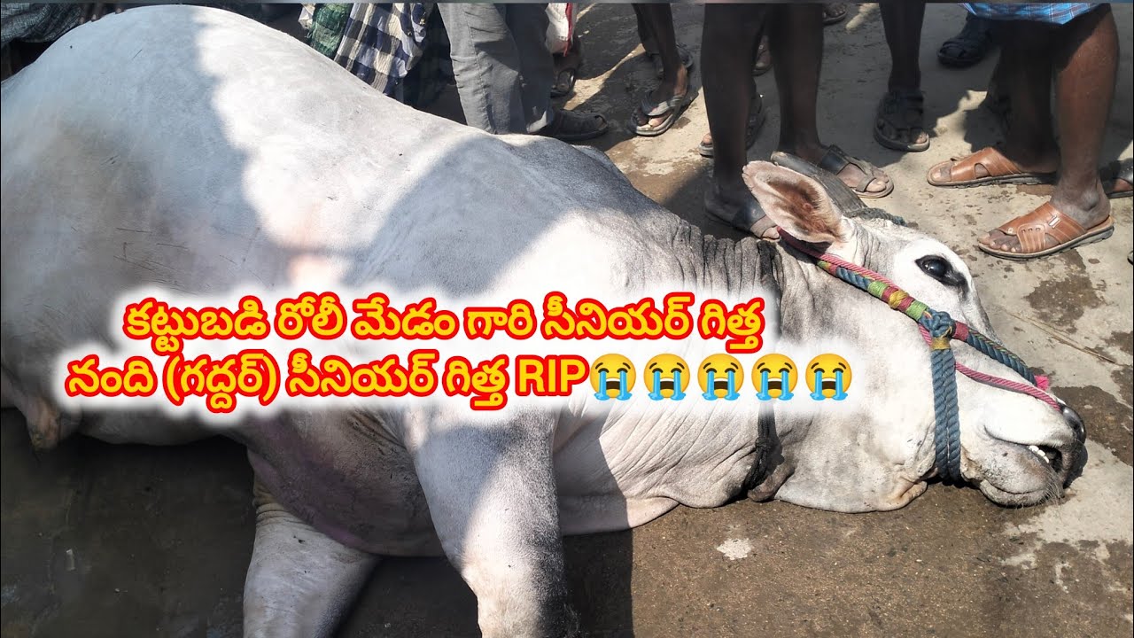 తర్లుపాడు గ్రామం సీనియర్స్ విభాగం కట్టుబడి రోలీ మేడం గారి సీనియర్ గిత్త శివైక్యం చెందడం జరిగింది