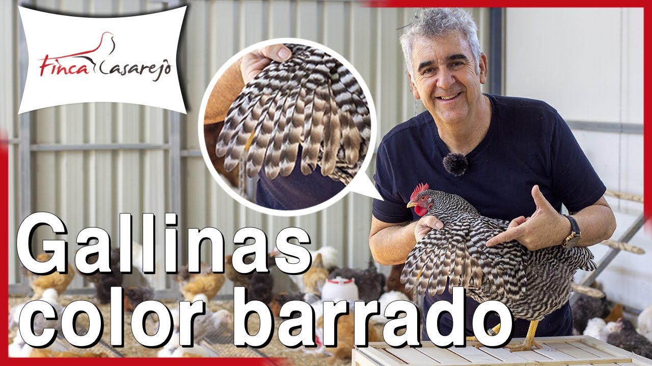 ⬛⬜⬛ Color barrado en las gallinas ⬛⬜⬛