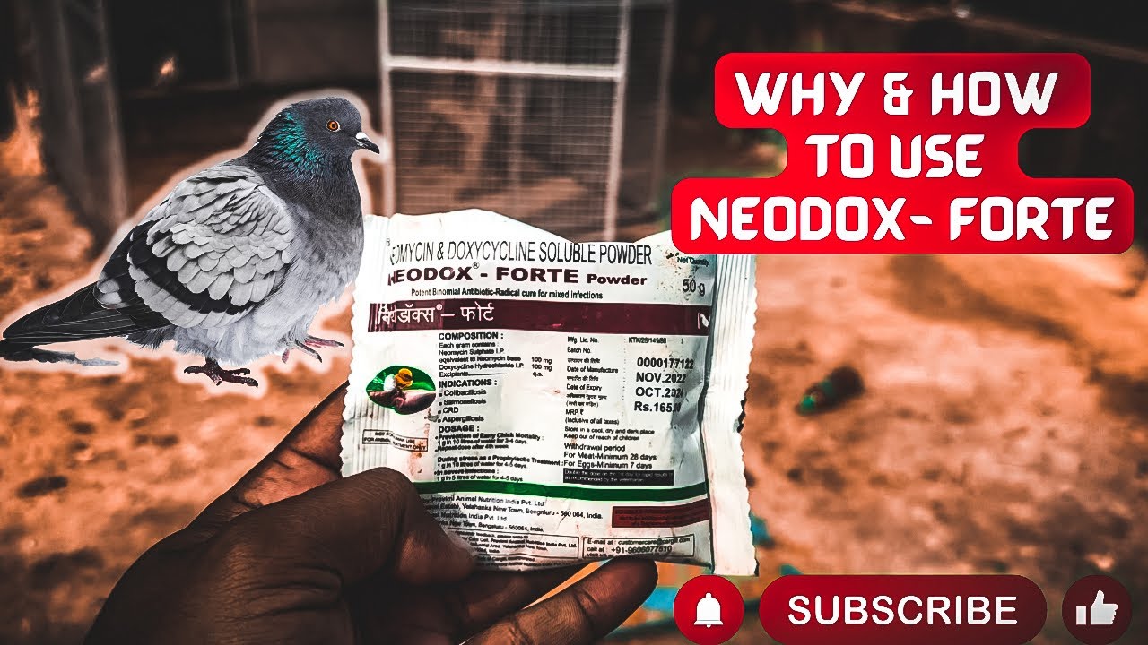 Neodox Forte For Pigeons | How to use Neodox Forte | Best for Bacterial Infections | Pigeon Medicine