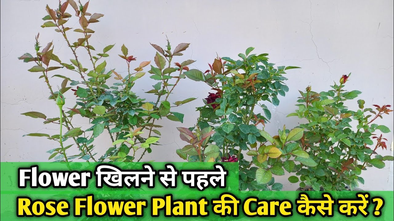 Flower खिलने से पहले Rose Flower Plant की Care कैसे करें ? How to care roses before flowering ?