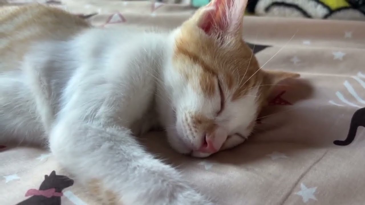 【保護猫】おまけもあります！　７月１７日から２４日に投稿した信くんの動画をまとめました🐱【子猫】