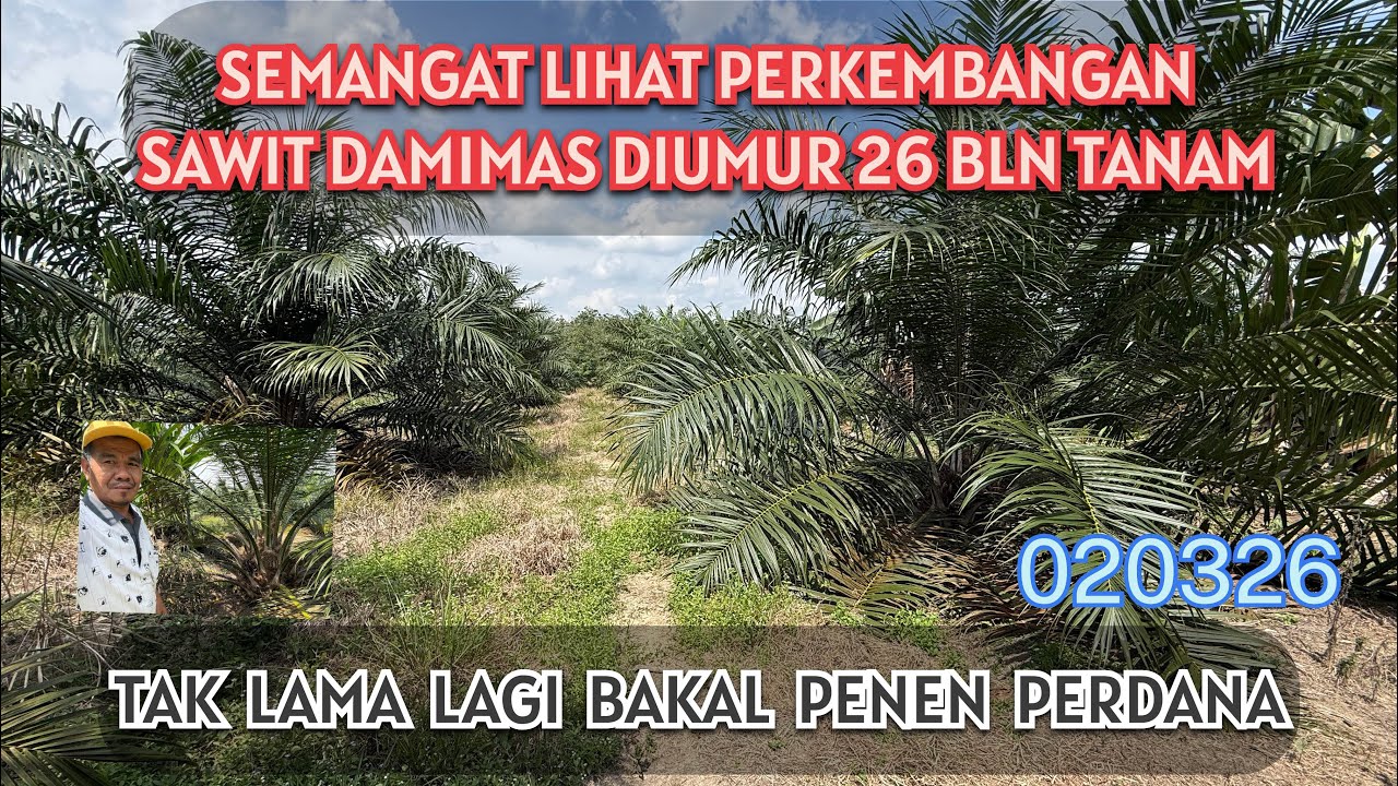 MENYALA penampilan DAMIMAS diumur 26 Bln Tanam #fyp #sawit #petanisawit #damimas #video #viral 