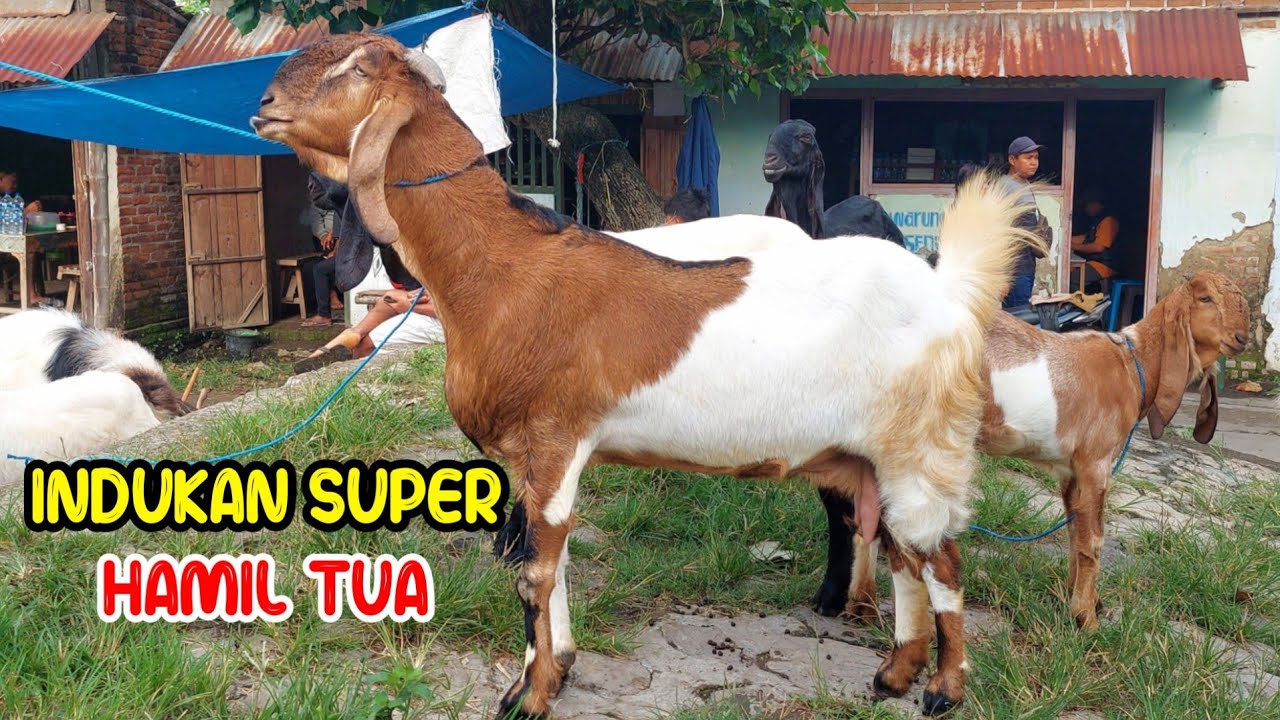BABON MUDA SUPER ISTIMEWA HARGA MURAH‼️ PASAR KAMBING JETIS PONOROGO