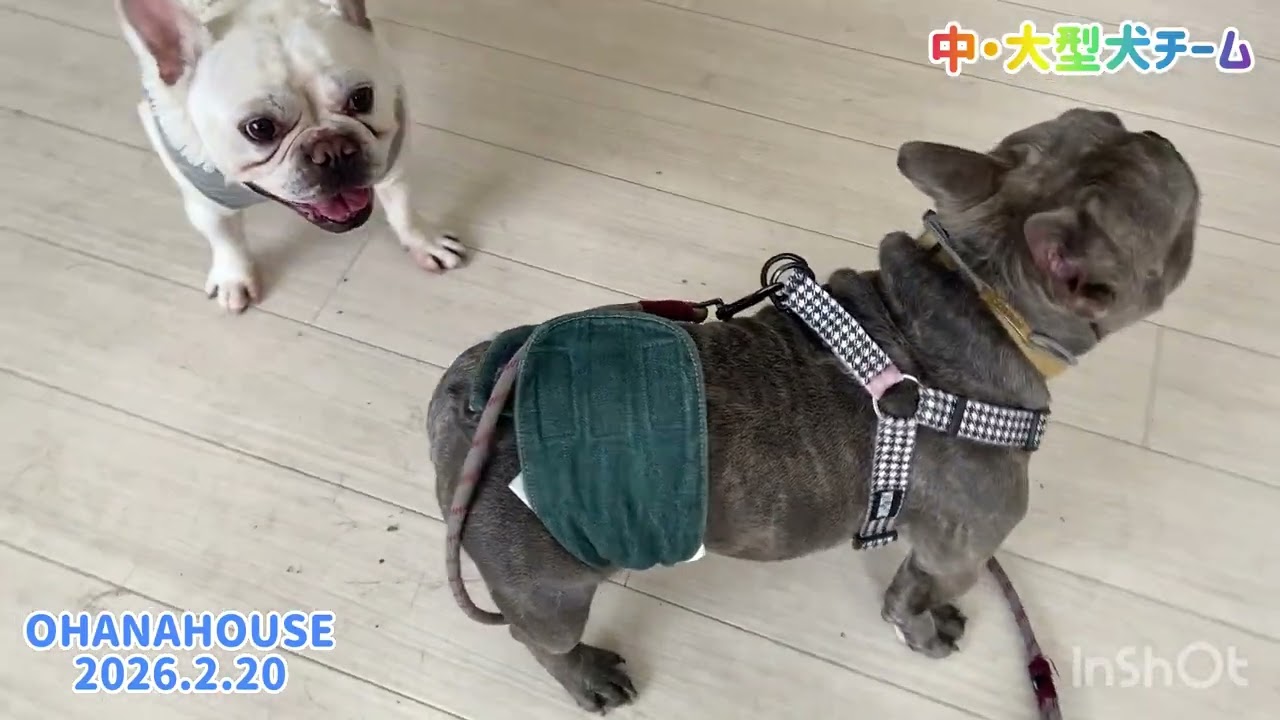 広場あそび（中・大型犬チーム）