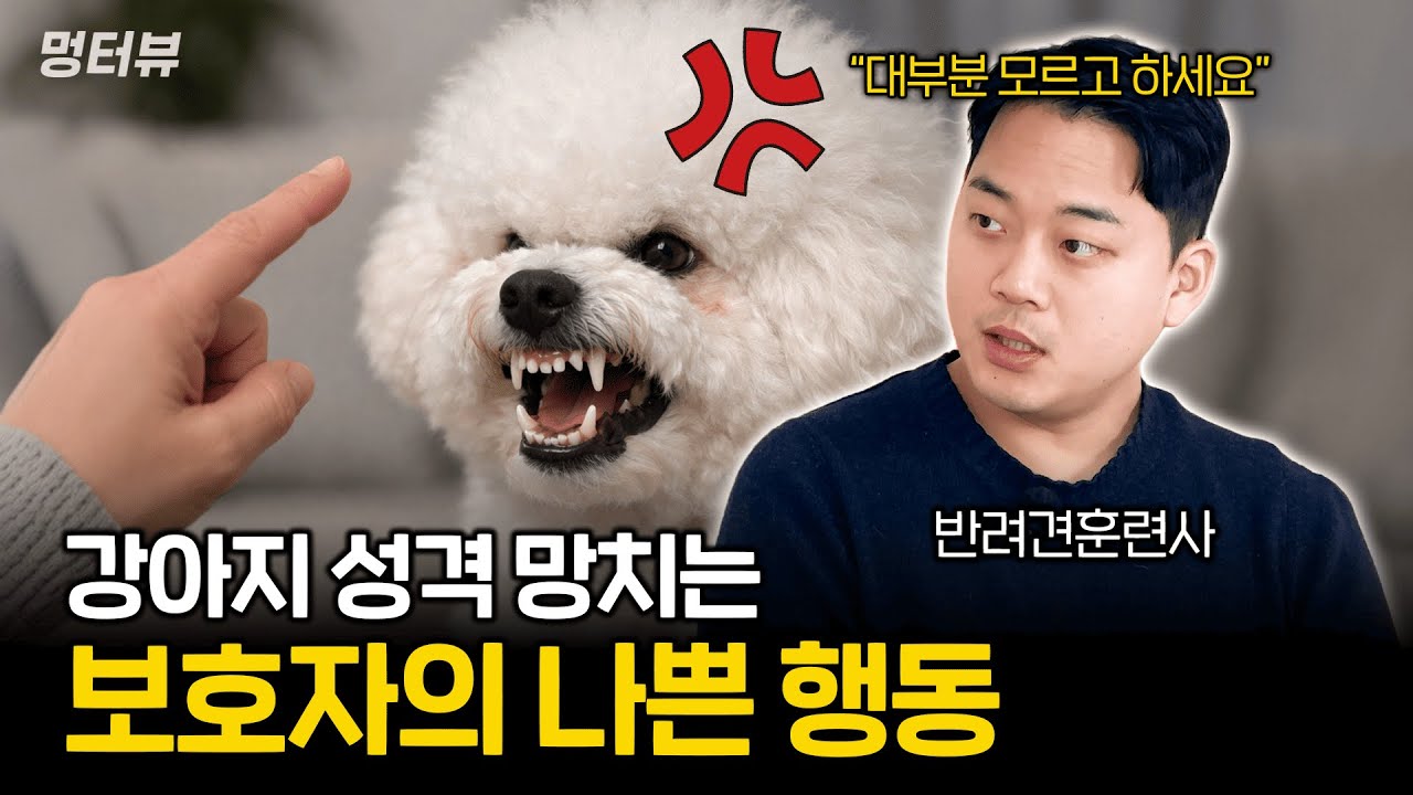 이런 행동 때문에 강아지 성격 완전히 망가집니다 (절대 하면 안되는 3가지) | 멍터뷰ep.66
