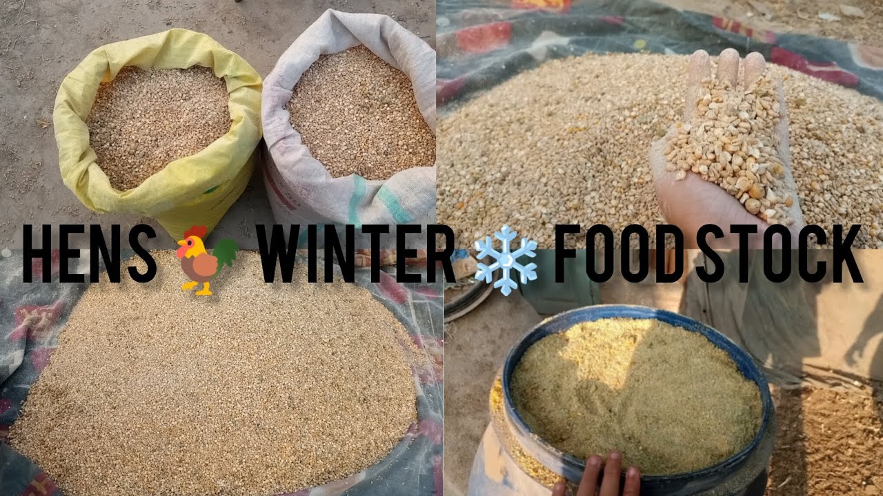 HENS 🐓 WINTER ❄️ Food STOCK thanks for watching 💖 subscribe My channel thank you 💕