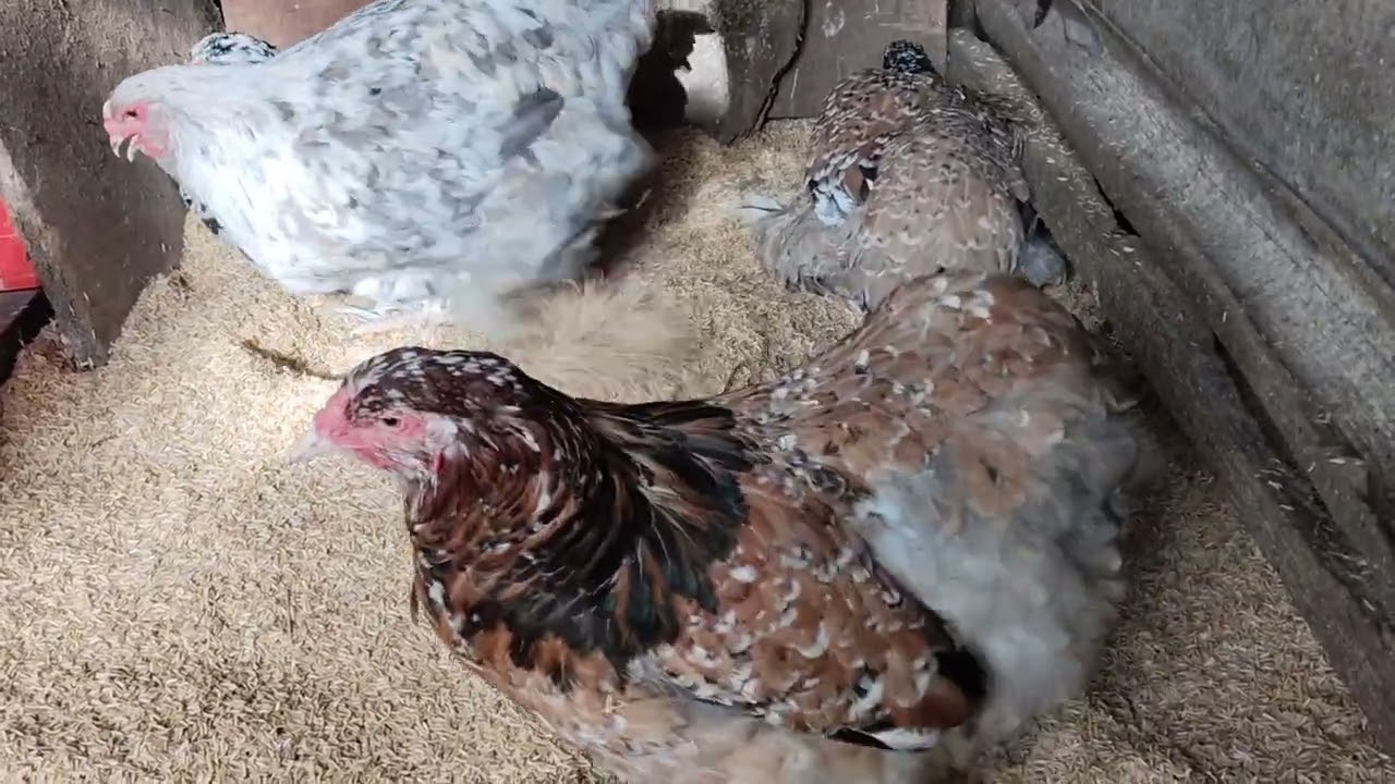 Brahma chicken Variety