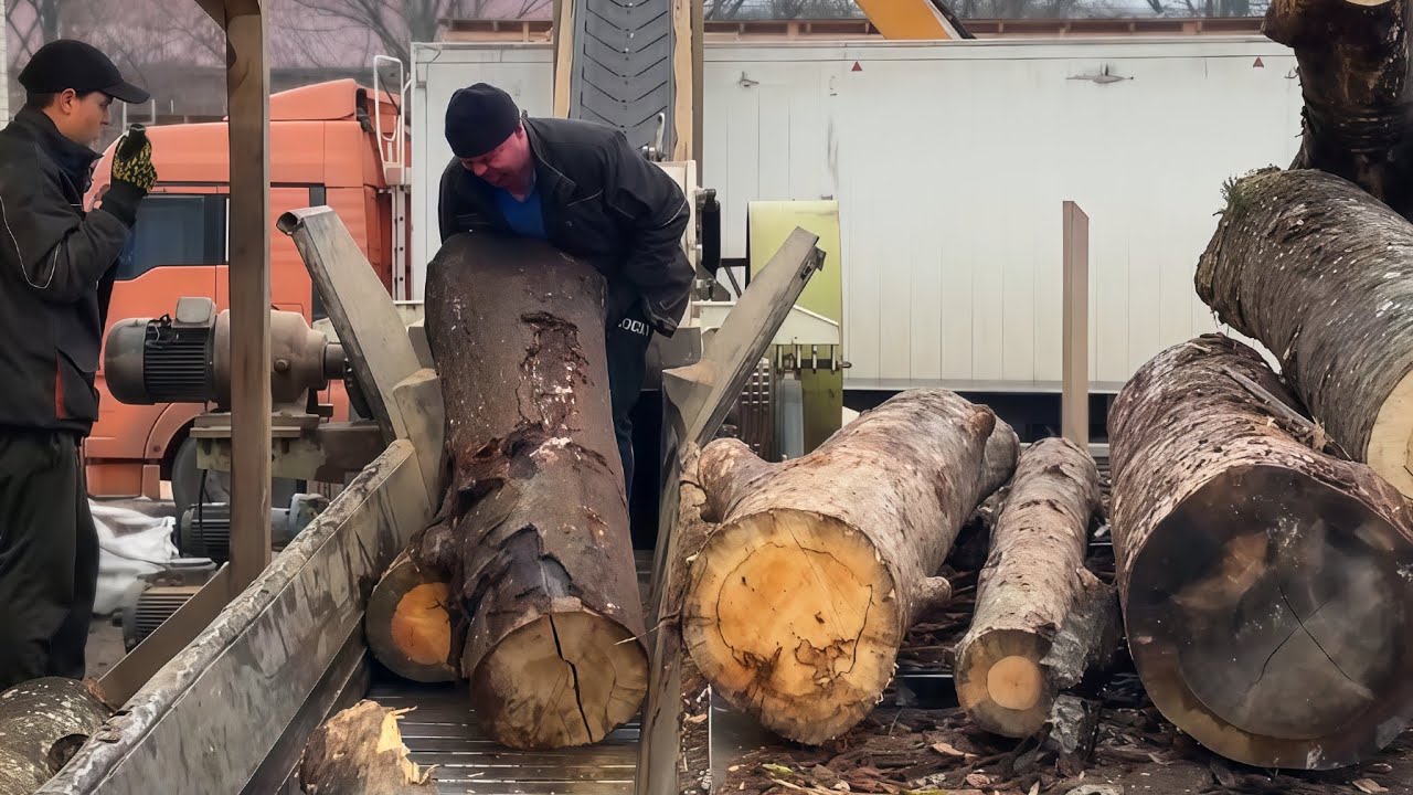 Risky Hand Work Freeing a Massive Log for Wood Chips.