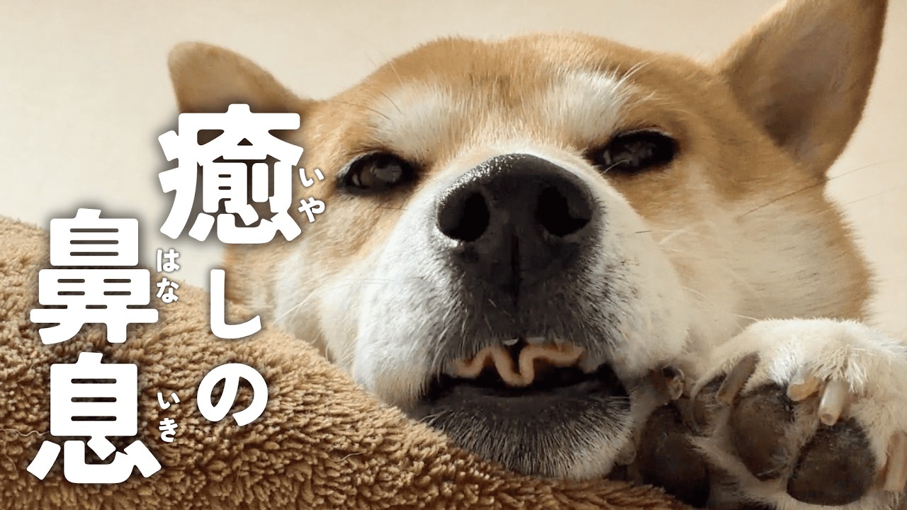 散歩で遊びすぎた柴犬、ブラッシングで完全に無気力になる【あるじのステップ】
