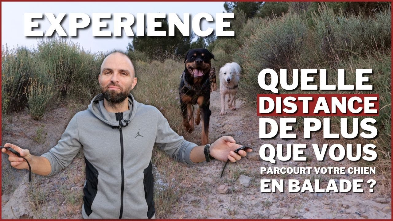 EXPERIENCE : Quelle distance de plus que vous parcourt votre chien en balade ?