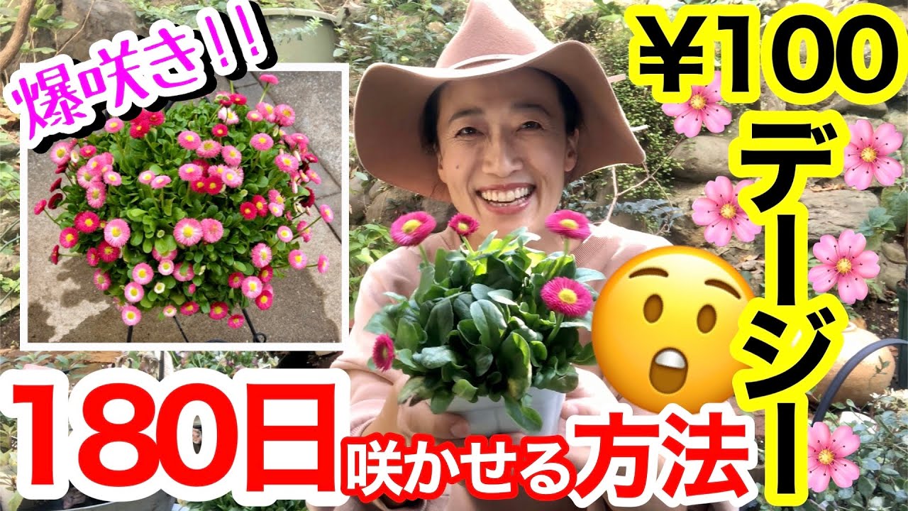 【○○は要注意‼️】冬〜春はパンビオだけじゃない🖐️ホムセンで約100円で買える「デージー」を半年間咲かせ続ける方法😊/ 安いのに寒さに強くて花付き抜群✨/ 植え付けを基本と応用で【ガーデニング】