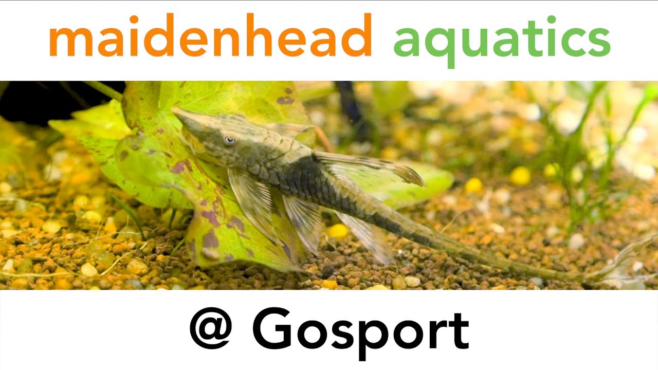 Maidenhead Aquatics @ Gosport