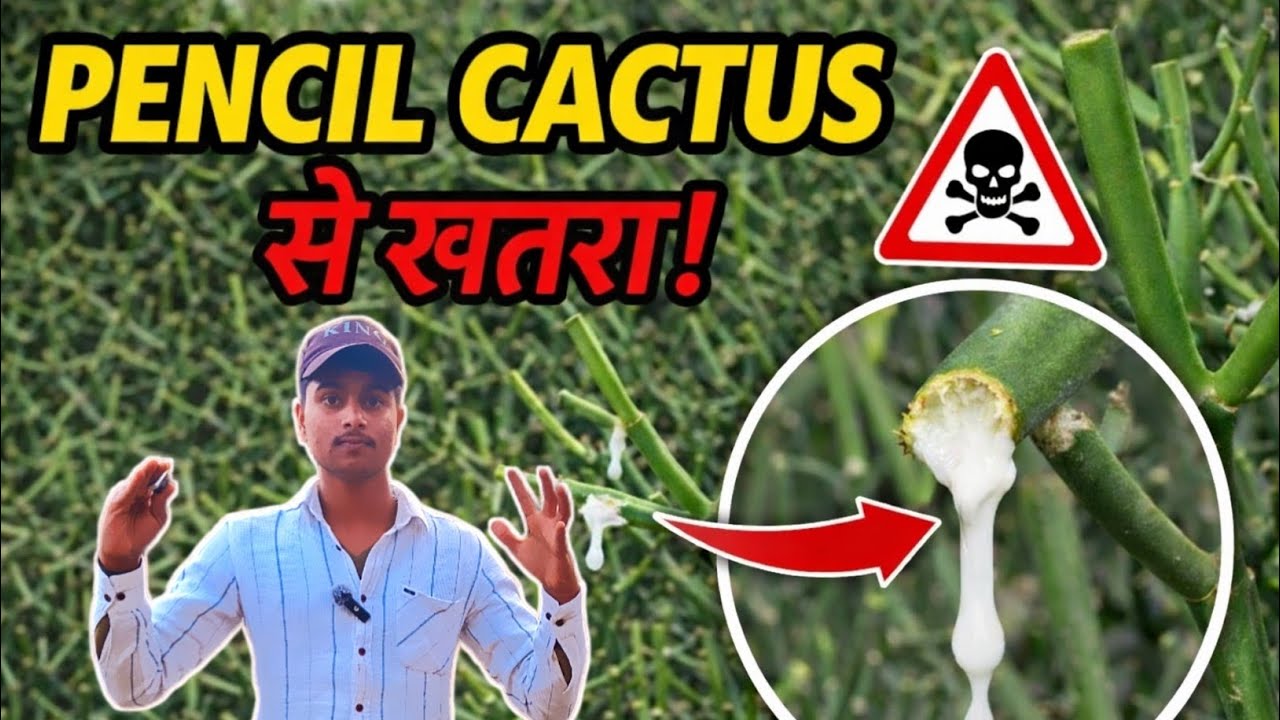 🔴Pencil Cactus Plant का दूध कितना खतरनाक है? 😱 | Full Reality