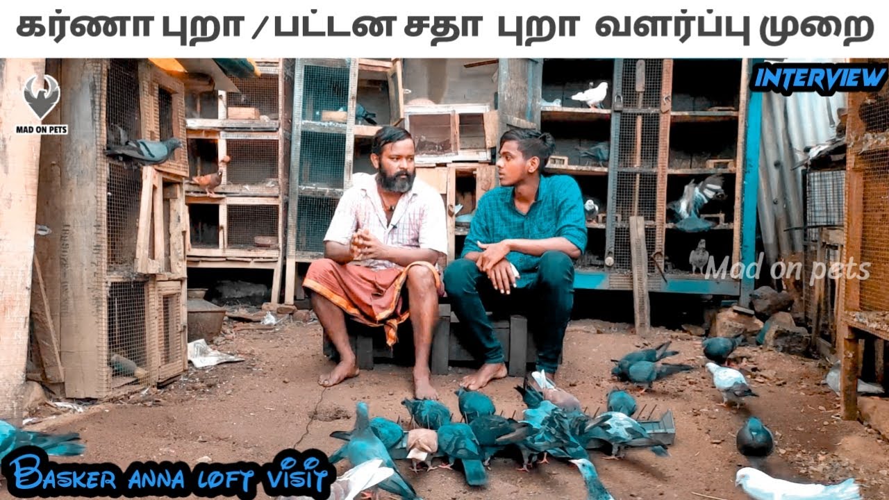 Basker anna pigeon cage visit | karna pura & satha pura | tamil | mad on pets