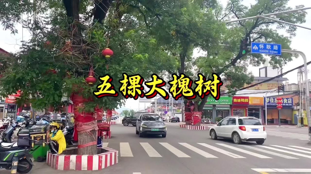 大槐树庇护下的杨宋镇