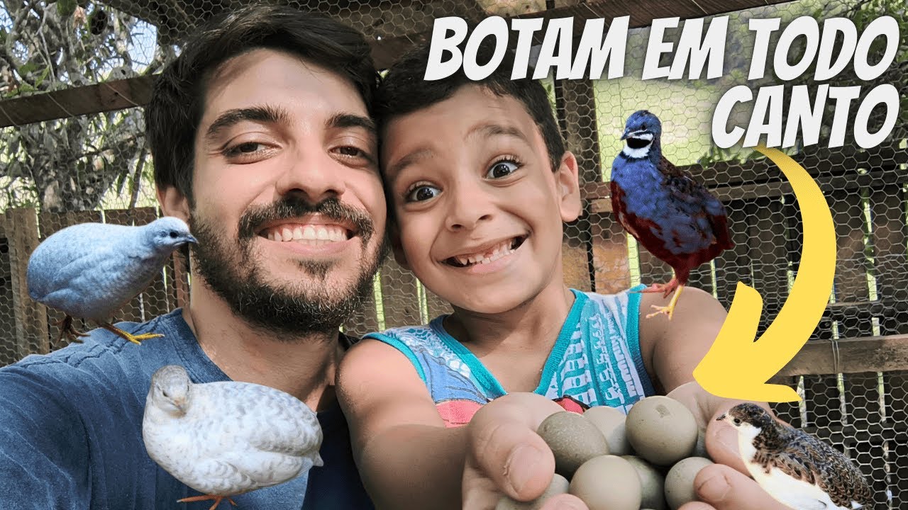 Procurando ovo de Codorna Chinesa