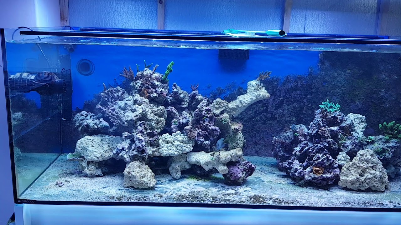 Remodelación acuario para corales SPS - TropicalReef.es