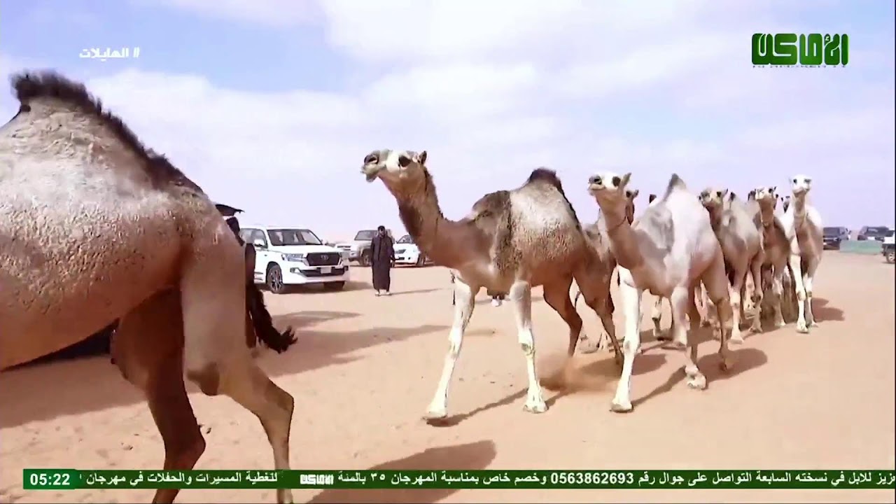بث مباشر || قناة الأماكن الفضائية